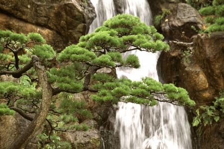 Japan gardenの写真素材