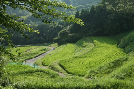 Terraced fieldsの写真素材