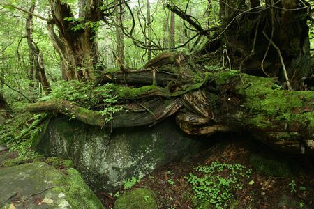 Natural forest