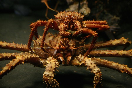 Crab