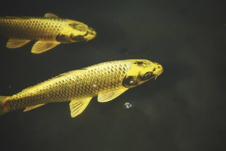 Nishikigoiの写真素材