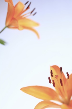 Flower Lilyの写真素材