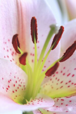 Flower Lilyの写真素材
