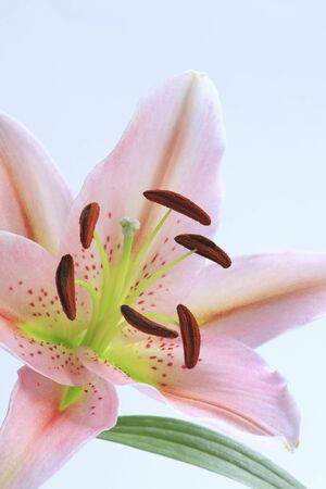 Flower Lilyの写真素材