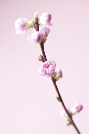 Peach Blossomの写真素材