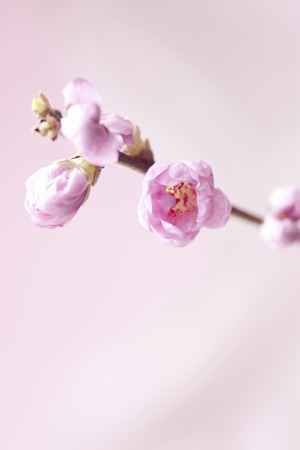 Peach Blossomの写真素材