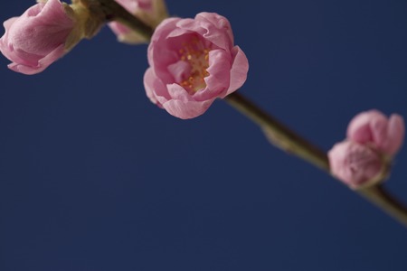 Peach Blossomの写真素材