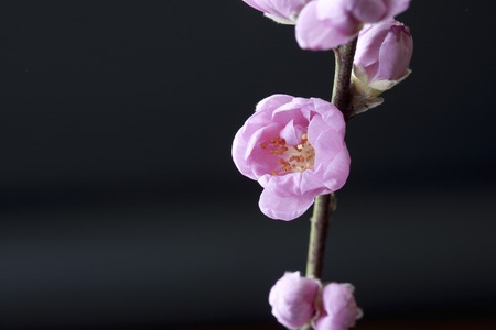 Peach Blossomの写真素材
