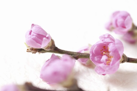 Peach Blossomの写真素材