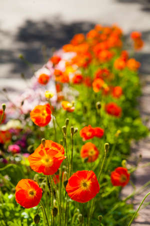 Poppyの写真素材