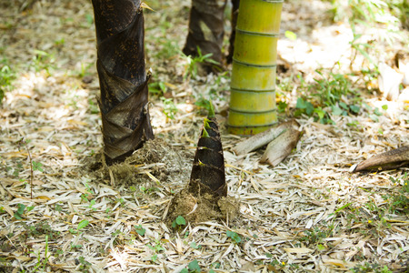 Bamboo shootsの写真素材