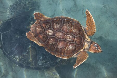Loggerhead sea turtleの写真素材