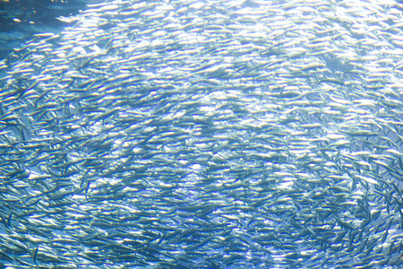 Sardine