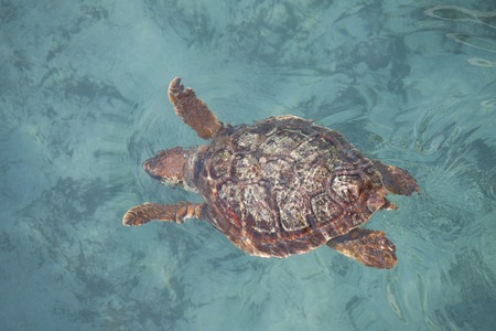 Loggerhead sea turtle