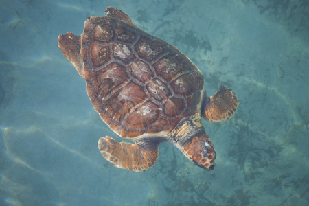 Loggerhead sea turtle
