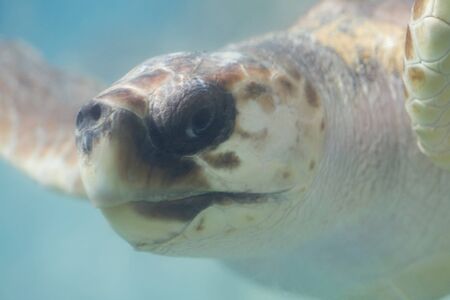 Loggerhead sea turtle