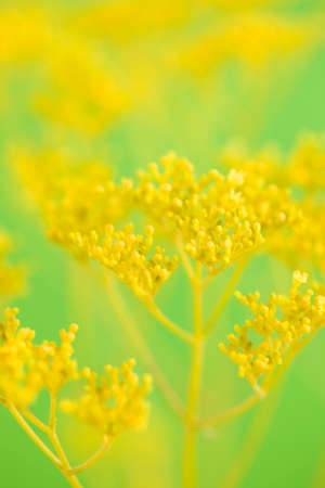 Ominaeshiの写真素材