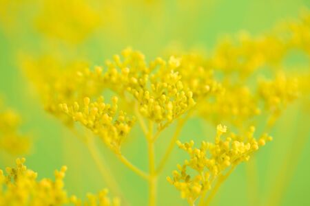 Ominaeshiの写真素材