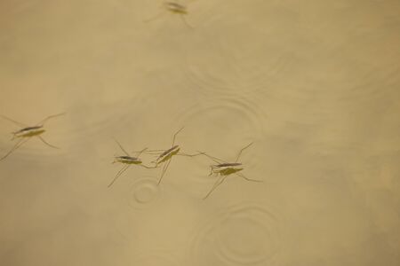 Water Stridersの写真素材