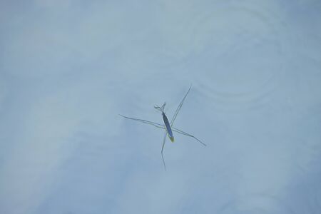 Water Striders