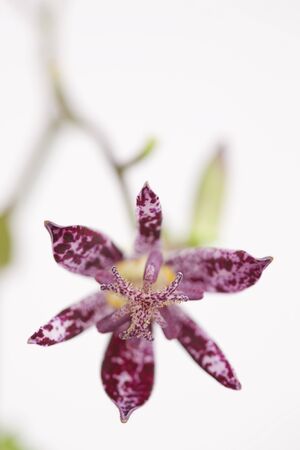 Hirtaの写真素材