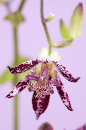 Hirtaの写真素材