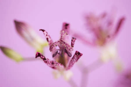 Hirtaの写真素材