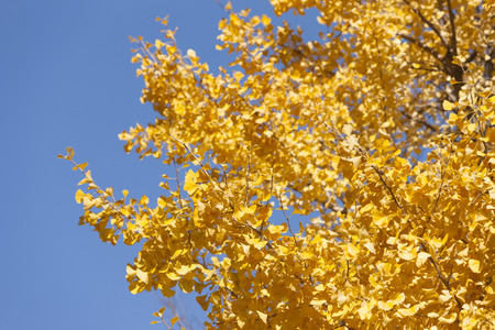 Ginkgo was yellow