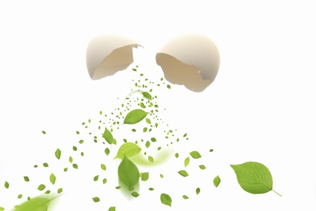 Eggs and leavesの写真素材