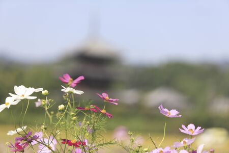 Hokiji Temple and Cosmos