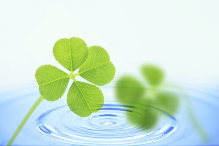 Clover and ripplesの写真素材