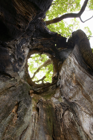 Old treeの写真素材