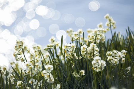 Narcissus blooming in the seaの写真素材