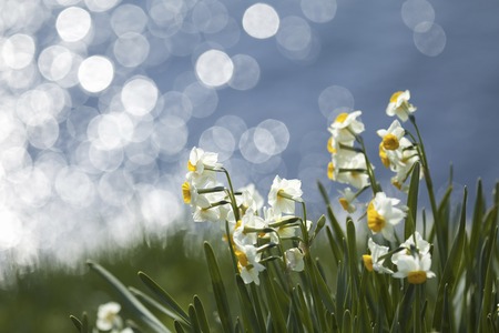 Narcissus blooming in the seaの写真素材