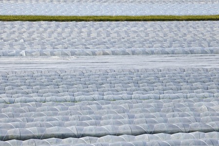 House cultivation of lettuceの写真素材