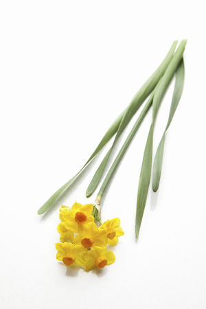 White back yellow narcissusの写真素材