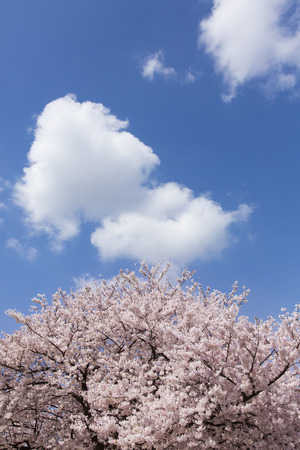 Cherry blossoms and a blue skyの写真素材