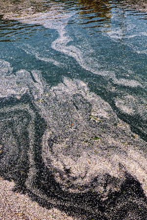 Cherry River