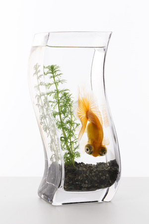 Fishbowl goldfishの写真素材