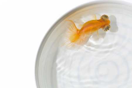 Goldfishの写真素材