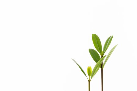 Mangrove shootの写真素材