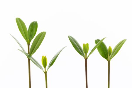 Mangrove shootの写真素材