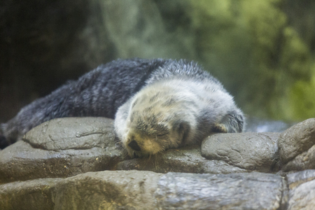 Sea otter in the napの写真素材