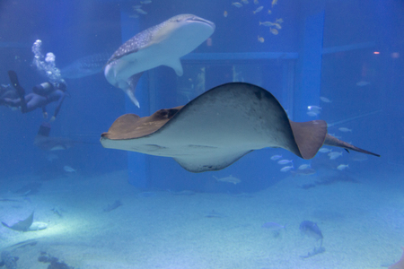 Pitted stingray and the whale shark