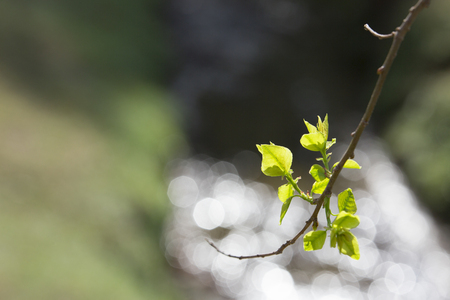 Sprout of tallowtree and spring creekの写真素材