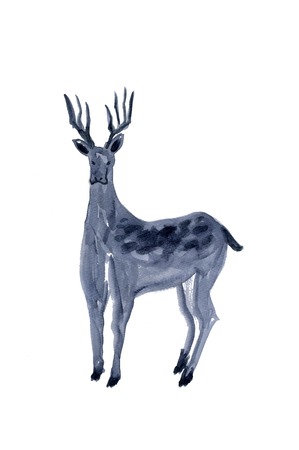 Deerの写真素材