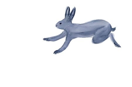 Rabbitの写真素材