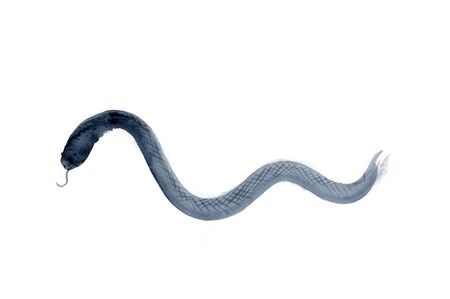 Snakeの写真素材