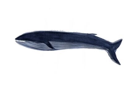 Whaleの写真素材