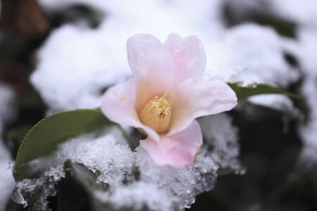 Camellia flowers in snowの写真素材